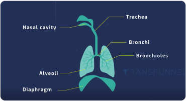 Medical Illustration